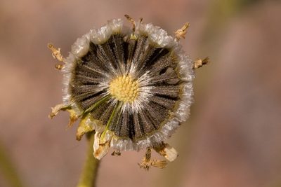 Hymenothrix pedata, photographed by Cecelia Alexander