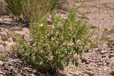 Hedosyne ambrosiifolia, photographed by Cecelia Alexander