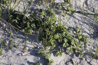Psoralea repens, photographed by Tony Rebelo