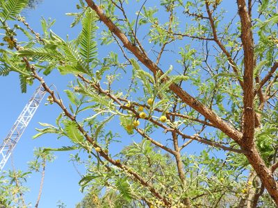 Vachellia pennatula, photographed by Oscar Alejandro Morales Juárez