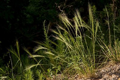 Elymus longifolius, photographed by Cecelia Alexander