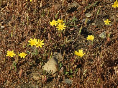 Leontodon saxatilis, photographed by Mary K. Hanson