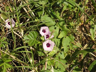 Ipomoea grandifolia, photographed by Eduardo Luis Beltrocco