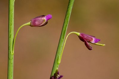 Pennellia longifolia, photographed by Cecelia Alexander