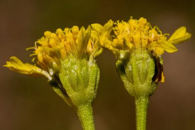 Hymenoxys rusbyi, photographed by Cecelia Alexander
