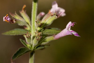 Hedeoma oblongifolia, photographed by Cecelia Alexander
