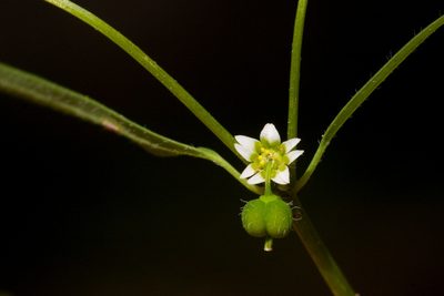 Euphorbia bilobata, photographed by Cecelia Alexander