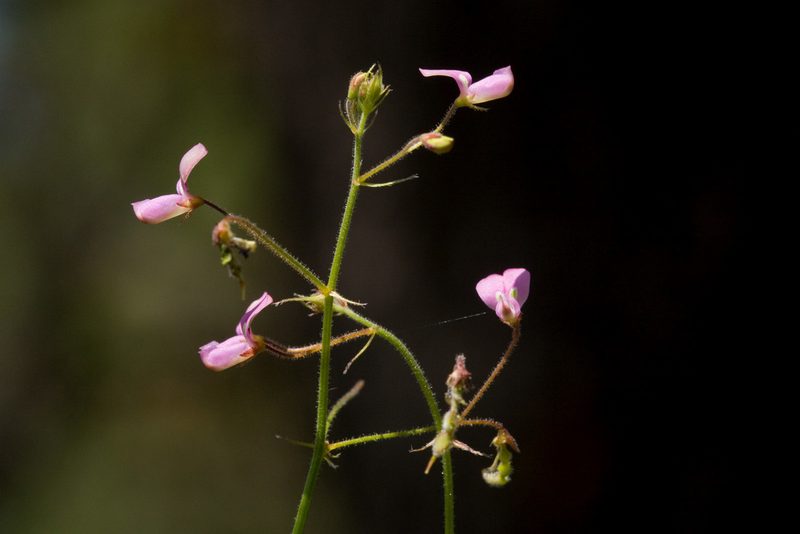 Desmodium rosei, photographed by Cecelia Alexander