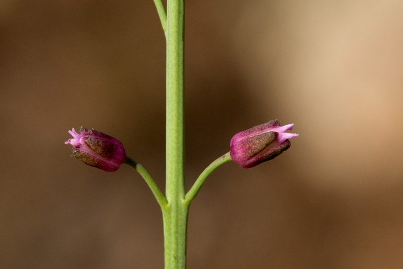 Pennellia micrantha, photographed by Cecelia Alexander
