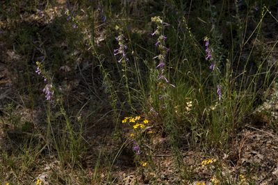 Ipomopsis macombii, photographed by Cecelia Alexander