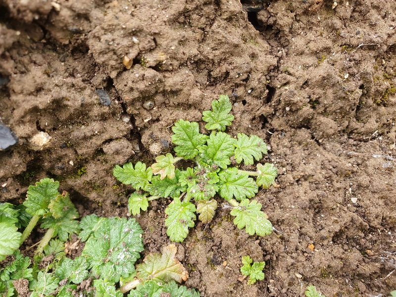 Erodium maritimum, photographed by matbrown333