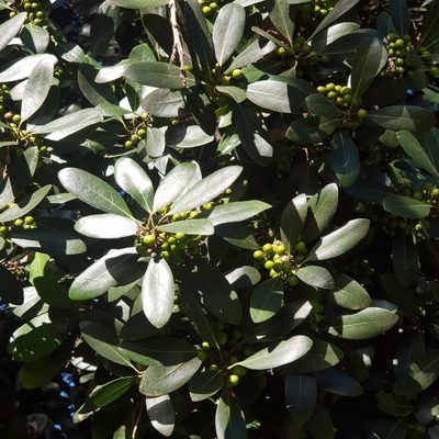Euclea natalensis, photographed by Margaret Burger
