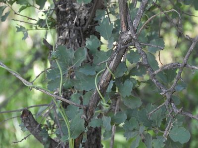 Lonicera interrupta, photographed by Mary K. Hanson