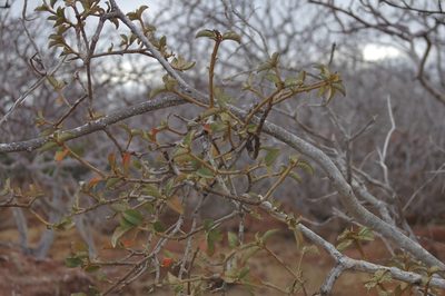 Croton scouleri, photographed by Don Johnston