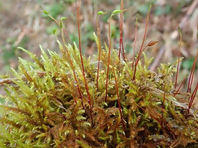 Cratoneuron filicinum, photographed by Christian Berg