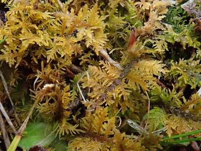 Thuidium assimile, photographed by Christian Berg