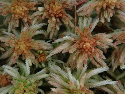 Sphagnum quinquefarium, photographed by Christian Berg