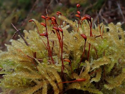 Eurhynchium angustirete, photographed by Christian Berg
