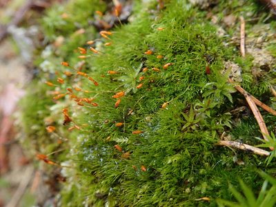 Dicranella heteromalla, photographed by Christian Berg