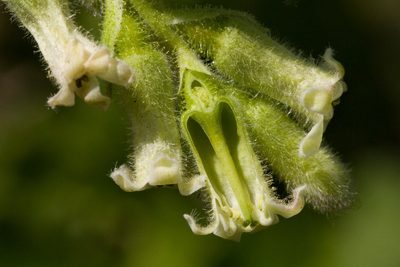 Ribes mescalerium, photographed by Cecelia Alexander