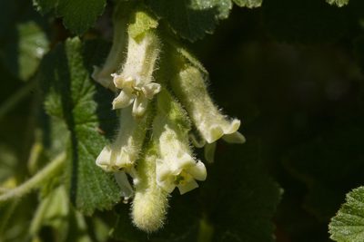 Ribes mescalerium, photographed by Cecelia Alexander