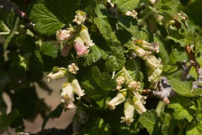 Ribes mescalerium, photographed by Cecelia Alexander