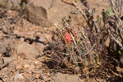 Ferocactus uncinatus, photographed by Cecelia Alexander