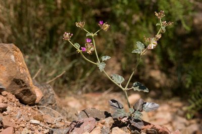 Acleisanthes chenopodioides, photographed by Cecelia Alexander