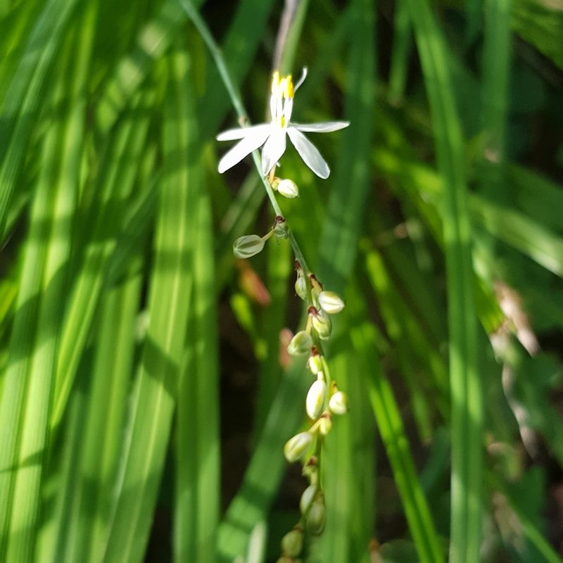 Chlorophytum saundersiae, photographed by Margaret Burger