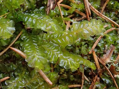 Plagiochila asplenioides, photographed by Christian Berg