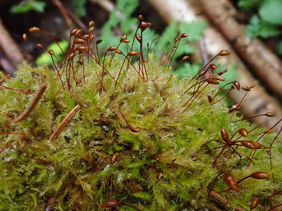 Sciuro-hypnum populeum, photographed by Christian Berg