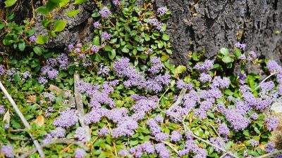 Ceanothus prostratus, photographed by Michael Warner