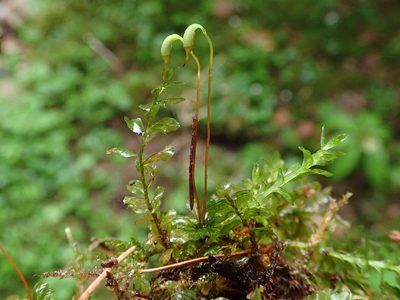 Plagiomnium rostratum, photographed by Christian Berg