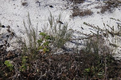 Lebeckia contaminata, photographed by Tony Rebelo