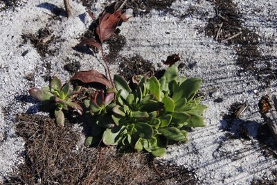Skiatophytum tripolium, photographed by Tony Rebelo