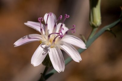 Stephanomeria thurberi, photographed by Cecelia Alexander