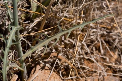 Stephanomeria thurberi, photographed by Cecelia Alexander