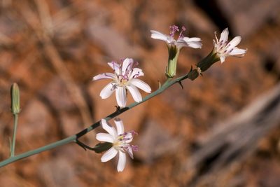 Stephanomeria thurberi, photographed by Cecelia Alexander