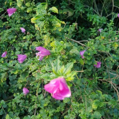 Hibiscus pedunculatus, photographed by Margaret Burger