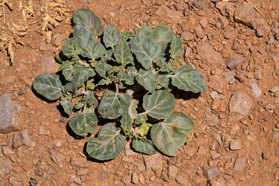 Acleisanthes chenopodioides, photographed by Cecelia Alexander