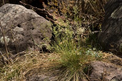 Poa fendleriana, photographed by Cecelia Alexander