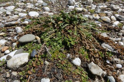 Lepidium tenuicaule, photographed by John Barkla