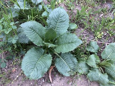 Dipsacus strigosus, photographed by Pavel Kacl