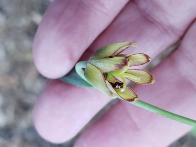 Fritillaria micrantha, photographed by Mary K. Hanson