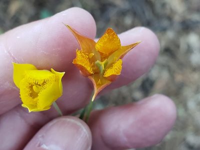 Calochortus monophyllus, photographed by Mary K. Hanson