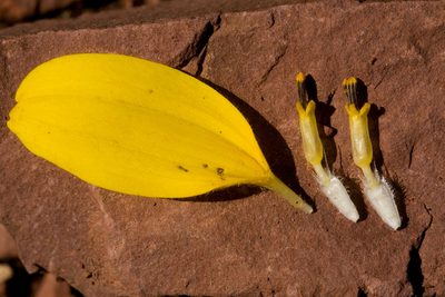 Helianthella quinquenervis, photographed by Cecelia Alexander