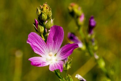 Sidalcea neomexicana, photographed by Cecelia Alexander