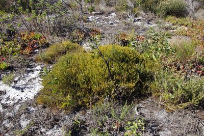 Acrosanthes teretifolia, photographed by Tony Rebelo