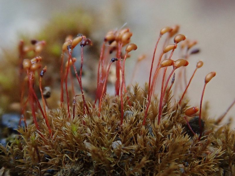 Calcidicranella varia, photographed by Christian Berg