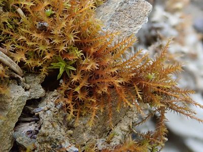 Geheebia fallax, photographed by Christian Berg